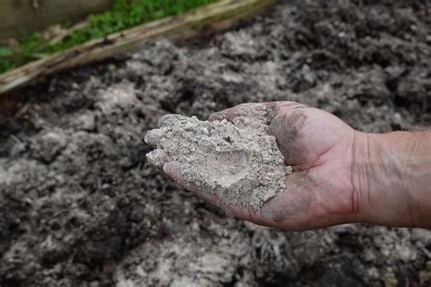 Image d'un jardinier épandant des cendres de bois dans un potager