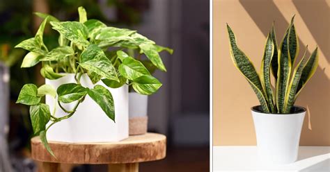 l'importance du drainage pour les plantes d'intérieur