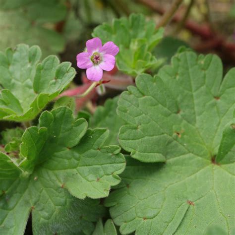 Comparaison des feuilles de Geranium molle et Geranium rotundifolium