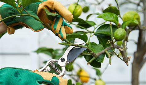 entretien régulier d'un citronnier