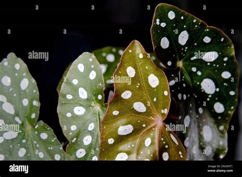 Bonsaï avec des points blancs sur les feuilles