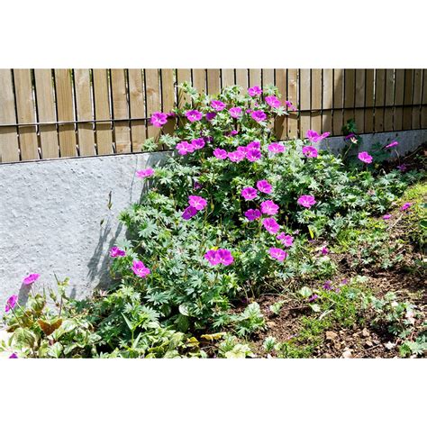 Géranium vivace rose foncé en floraison
