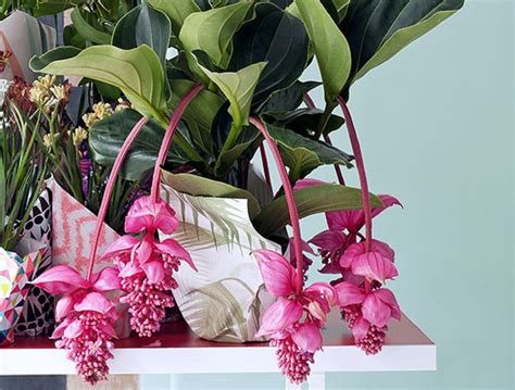 Différentes variétés de Medinilla