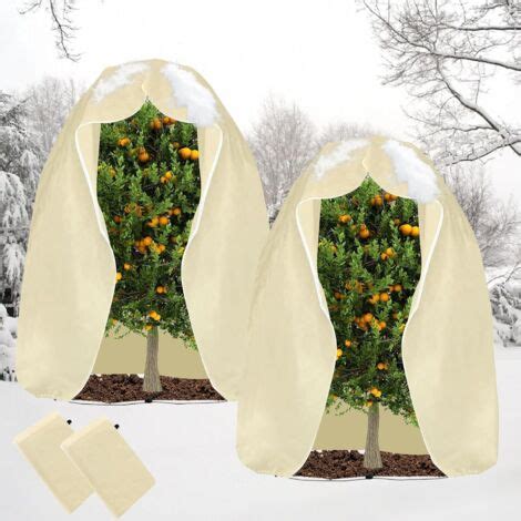 Palm en pot avec protection hivernale