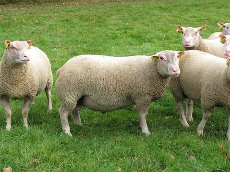Mouton Charmoise