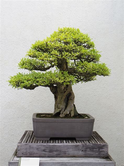 Arbre bonsaï finement travaillé