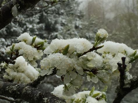 prunier en fleurs sous la neige