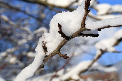 prunier sous la neige