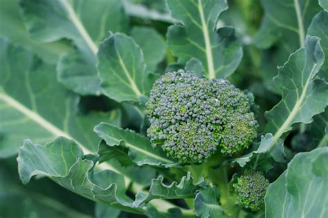 Exemple de feuille de brocoli attaquée par l'oïdium