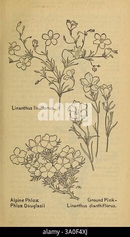 Illustration d'une pelouse alpine avec des fleurs caractéristiques