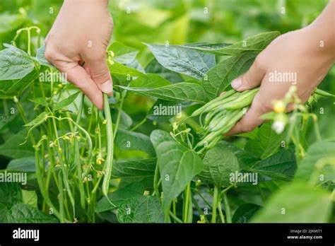 Cueillette de haricots verts dans un champ