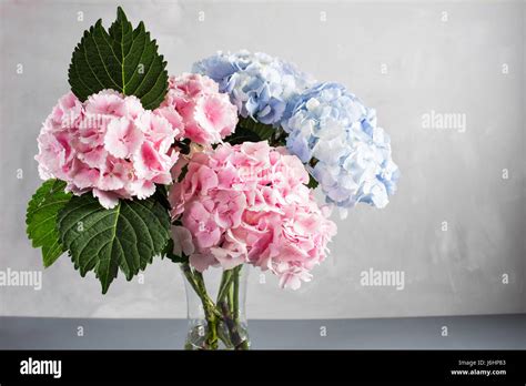 Hortensias frais dans un vase
