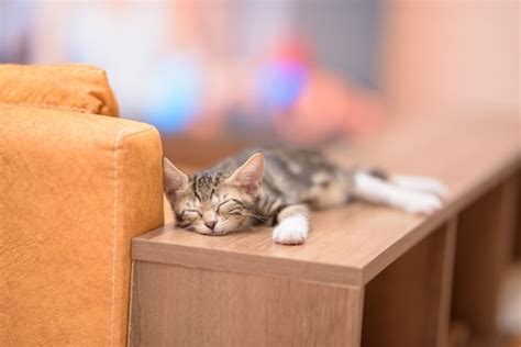 Chat dormant sur une étagère en hauteur