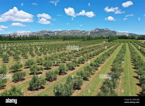 Paysage des Alpilles avec des oliviers