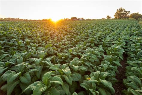 Champ de tabac prêt pour la récolte