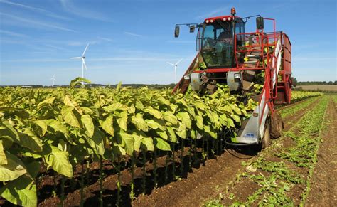Machine de récolte de tabac en action