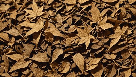 Saisonniers récoltant manuellement des feuilles de tabac