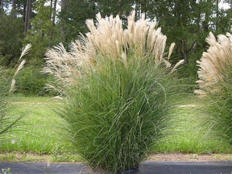 Comparaison des variétés de Miscanthus