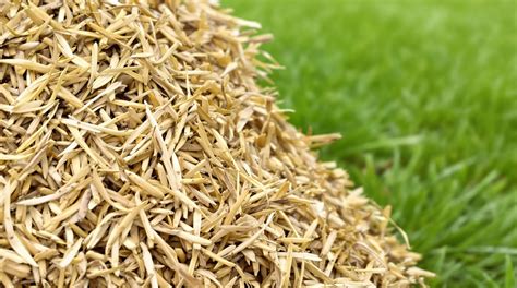 Paillage de miscanthus sur des cultures