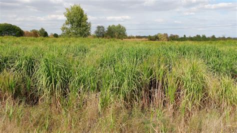 Faune sauvage dans un champ de miscanthus