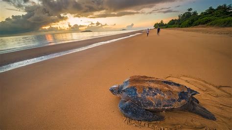 Illustration détaillée de différentes espèces de Monocotylédones trouvées en Guyane, avec des étiquettes indiquant leurs noms scientifiques.
