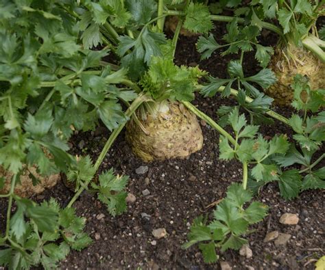 Céleri-rave fraîchement récolté dans un potager