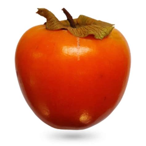Illustration d'un Kaki 'Rojo Brillante' avec ses fruits orange vif