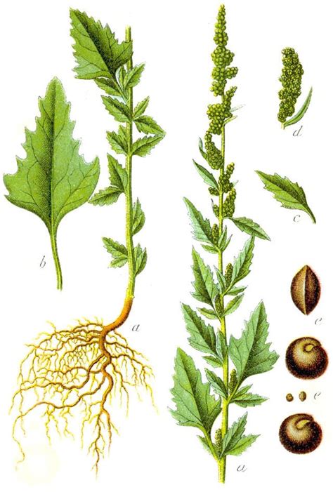 Illustration du quinoa et du chénopode blanc côte à côte