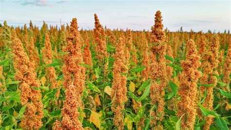 Image d'un champ de quinoa sous le ciel étoilé, évoquant le 