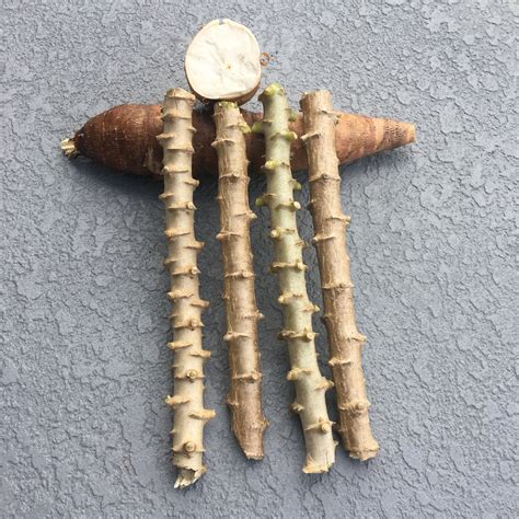 boutures de manioc prêtes à être plantées