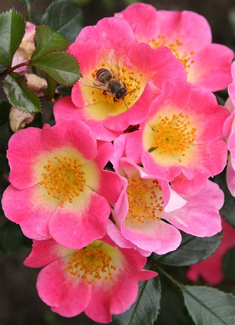 Rosiers sains et entretenus