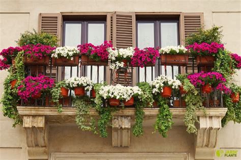 Un balcon fleuri et garni d'arbustes fruitiers en pots