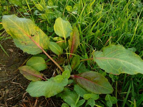 Schéma des différentes méthodes de lutte contre le rumex