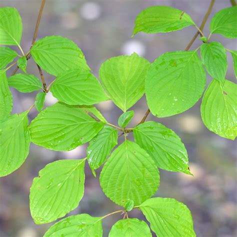 Feuilles de cornouiller atteintes d'anthracnose