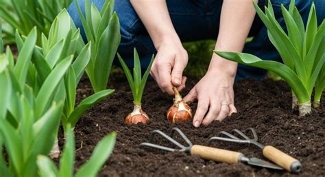 Image d'un expert jardinier donnant des conseils sur les bulbes