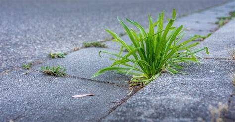 Illustration de mauvaises herbes poussant dans les fissures d'un trottoir