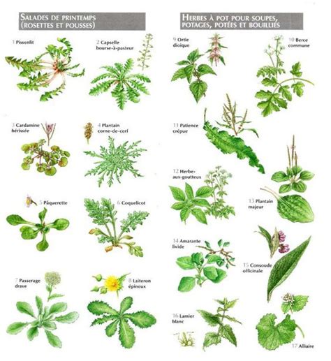Infographie présentant les différents bénéfices des mauvaises herbes (bio-indicatrices, médicinales, comestibles)