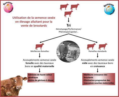 Graphique comparatif des performances de différents taureaux en semence sexée et conventionnelle