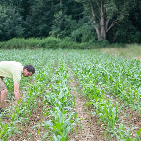 Bineuse travaillant dans un champ de maïs