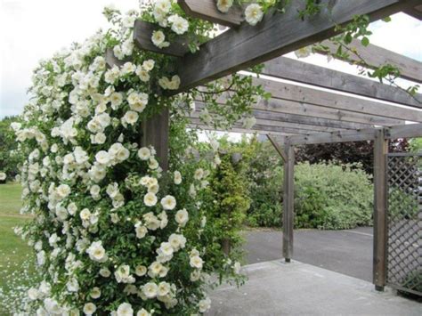 Rosier grimpant sur pergola