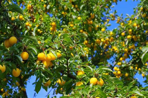Prunier mirabelle avec des feuilles jaunies et tombantes