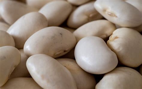 Gousses de haricots de Soissons séchant au soleil