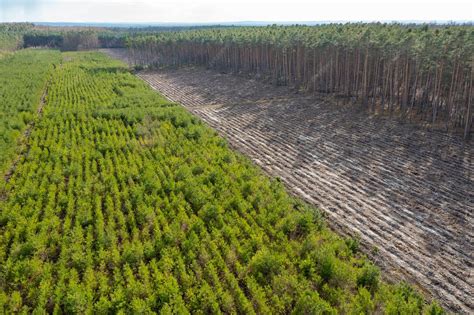 Vue aérienne d'une plantation organisée d'arbres dans Minecraft