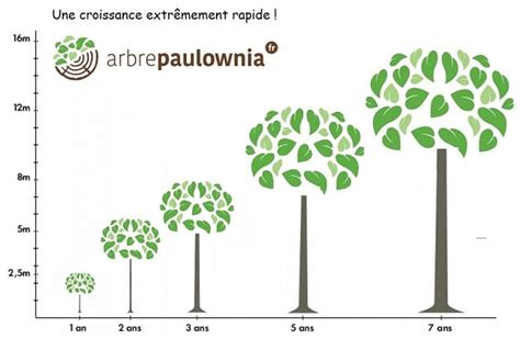Schéma illustrant les conditions de croissance d'un arbre selon la lumière et l'espace
