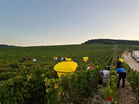 Vendanges matinales