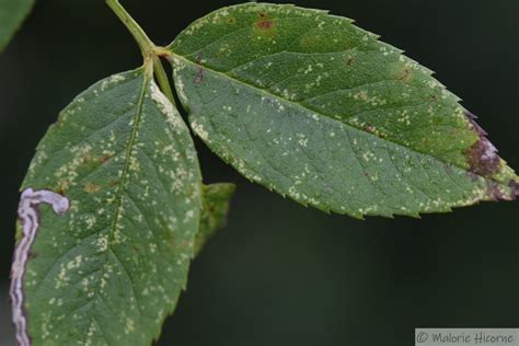 Feuilles de rosier atteintes d'oïdium avec feutrage blanc