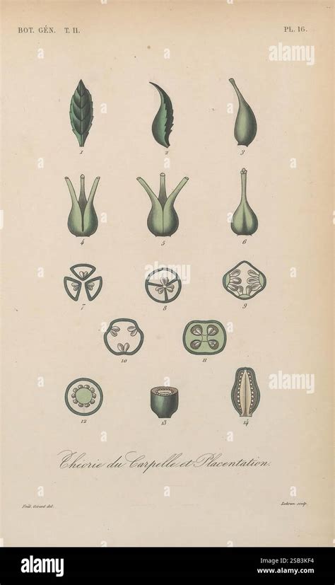 Planche botanique illustrant les différentes formes de coings (pomiforme et piriforme)