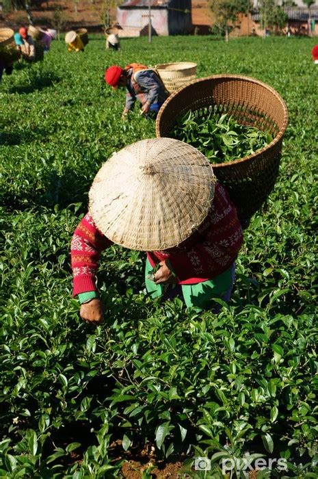 Plantation de thé chinoise avec des cueilleurs manuels