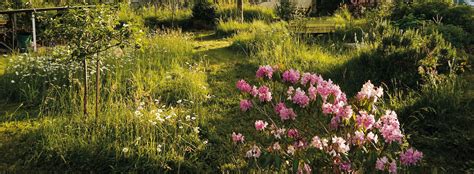 Jardin avec des zones d'herbes hautes et des zones tondues