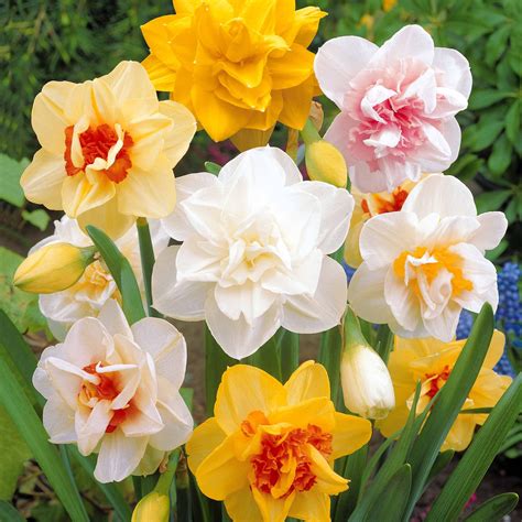 Diverses variétés de fleurs de narcisses